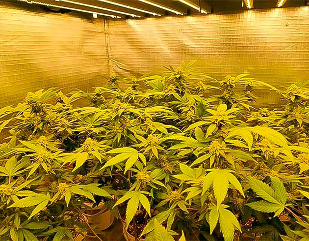 Шишки каннабиса на этапе полного созревания