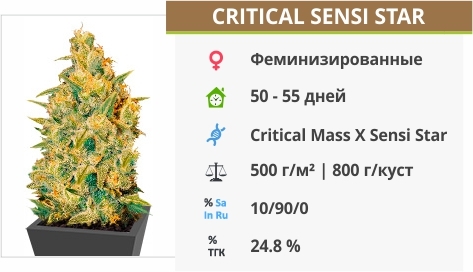 описание сорта Critical Sensi Star описание сорта Critical Sensi Star