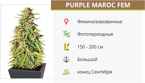 Purple Maroc fem от Female Seeds