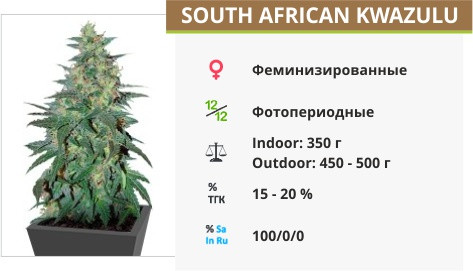 South African Kwazulu fem от World of Seeds