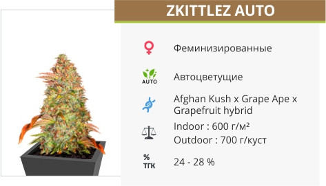 Zkittlez Auto от Cali Buds Seeds