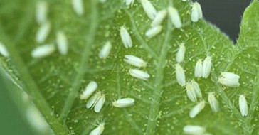 Белые мушки