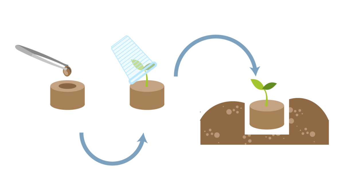 Проращивание в таблетке