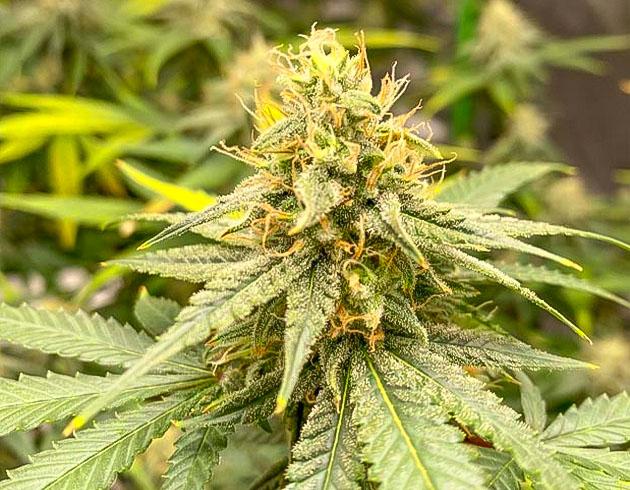 Бутоны Blueberry Muffin на финальной стадии цветения Цветение Blueberry Muffin с Ripen – плотные бутоны и аромат