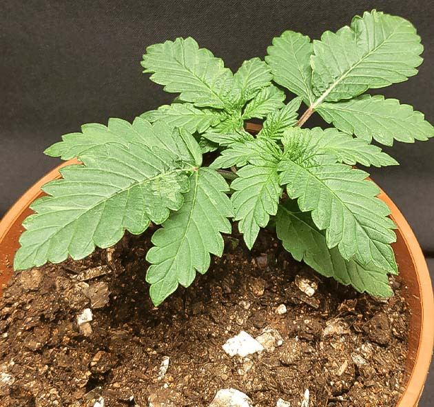 2 неделя роста марихуаны