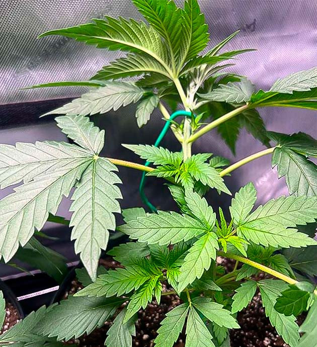 3 неделя выращивания конопли