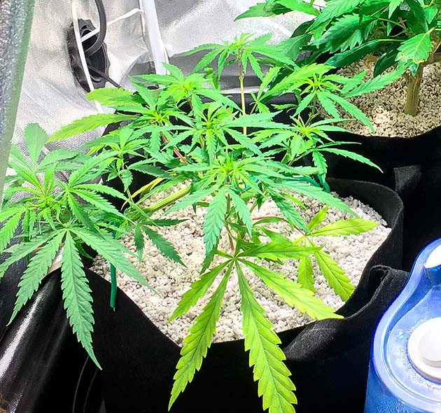 Активный рост марихуаны и пересадка в большой гроубэг Куст Grandaddy Purple ростом 20 см