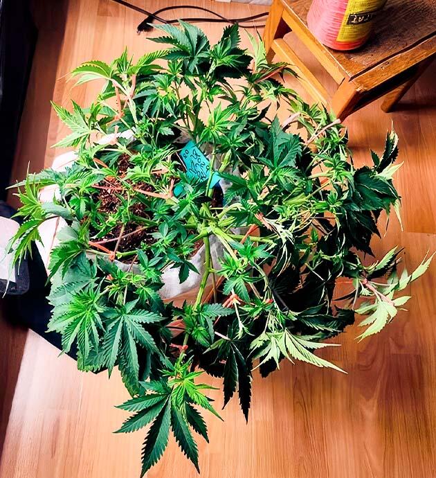 Dozy Doz в фазе активного роста с усиленным питанием и автополивом