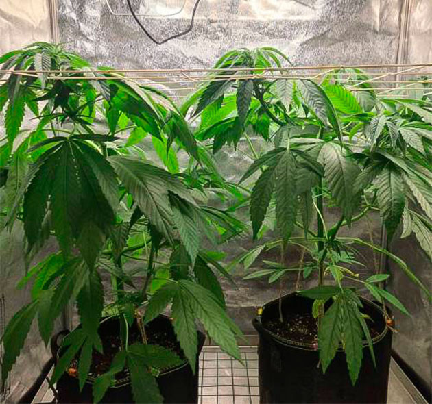 Кусты на 7 неделе выращивании 2 куста сорта Chemical Bride