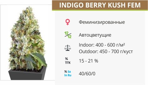 Сорт конопли Indigo Berry Kush Indigo Berry Kush fem от Sweet Seeds