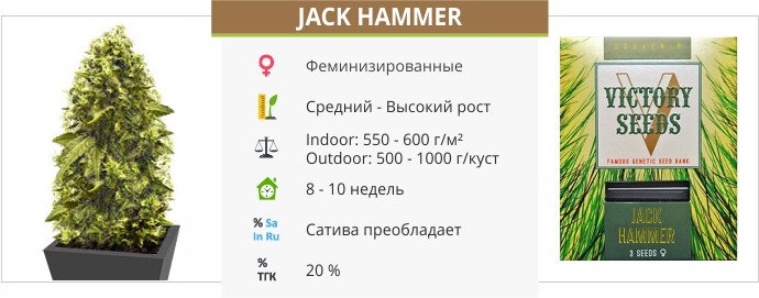 Jack Hammer