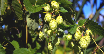 Ближайший родственник марихуаны