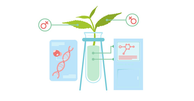 Метод создания феминизированных семян
