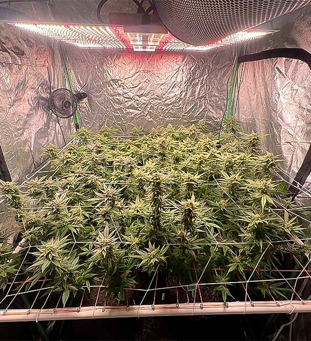 12 неделя выращивания каннабиса