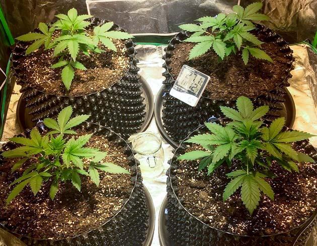 Каннабис 3 неделя, высота 10 см