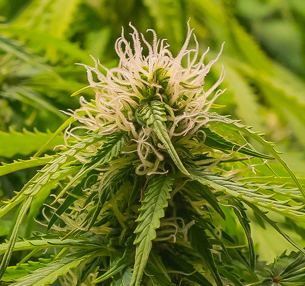 Куст Gorilla Cookies Auto