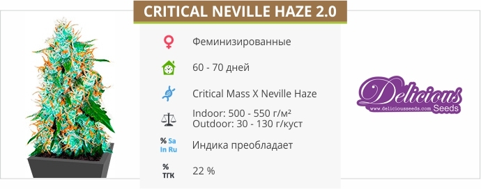 описание сорта Critical Neville Haze 2.0 описание сорта Critical Neville Haze 2.0