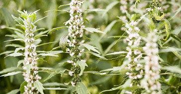 Растение пустырник пятилопастный 