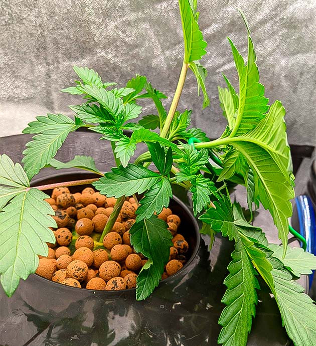 Неделя 2: динамичное развитие и первые тренировки роста Конопля на второй неделе: быстрый рост и первые тренировки