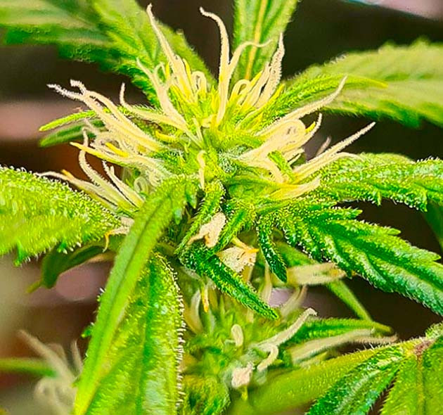 Конопля после полива