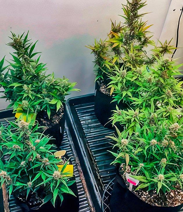 Кусты конопли в гроубоксе на шестой неделе
