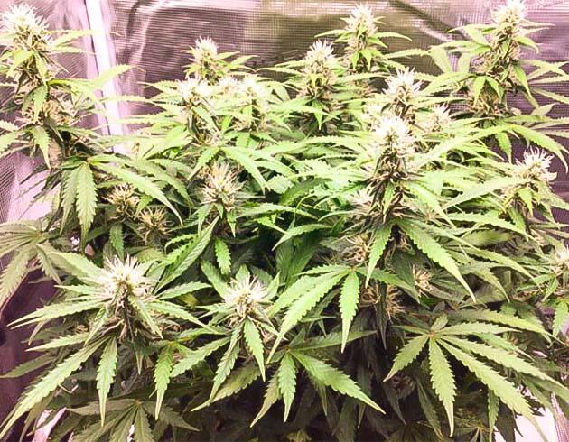 Автоцвет каннабиса с активным набором шишек