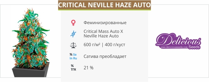 описание сорта Critical Neville Haze Auto
