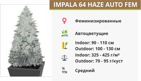 Impala 64 Haze Auto fem