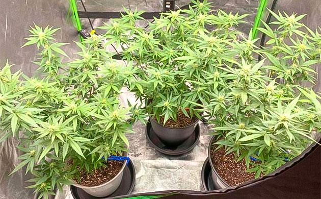 Шестой этап подкормки конопли Марихуана на 11 неделе роста