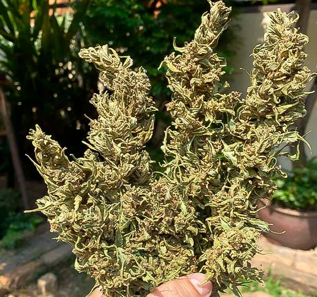 Собранный урожай