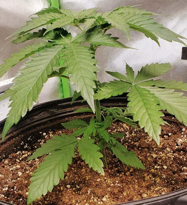 Конопля ростом 15 см