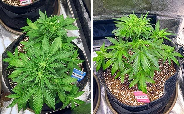 Марихуана ростом 16 - 17 см