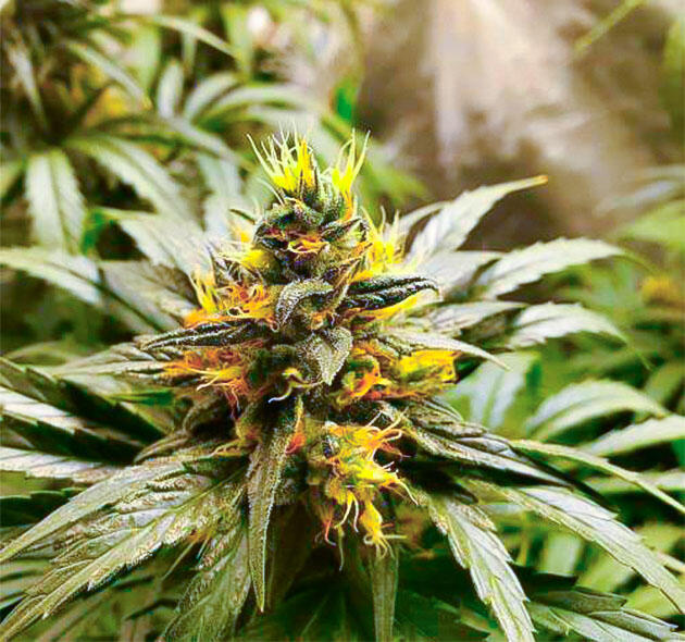 Созревшая шишка каннабиса