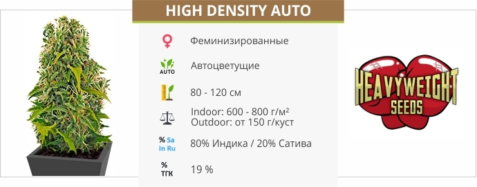 описание сорта High Density