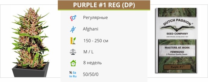 Purple 1