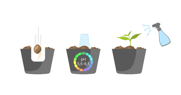 Условия высадки семян конопли