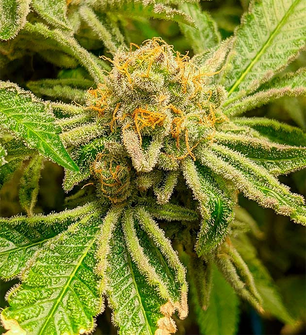 Промывка и дефолиация конопли Подготовка к харвесту