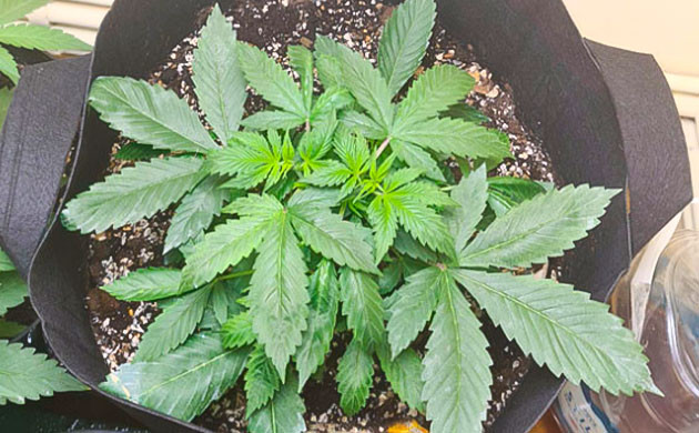 Марихуана в гроубэге