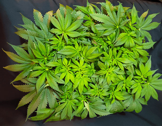 7 неделя роста каннабиса