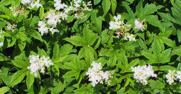 Лабазник дланевидный - растение, похожее на коноплю