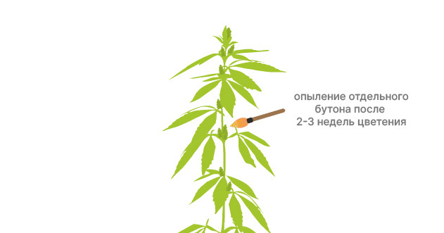 Использование кисточки для опыления