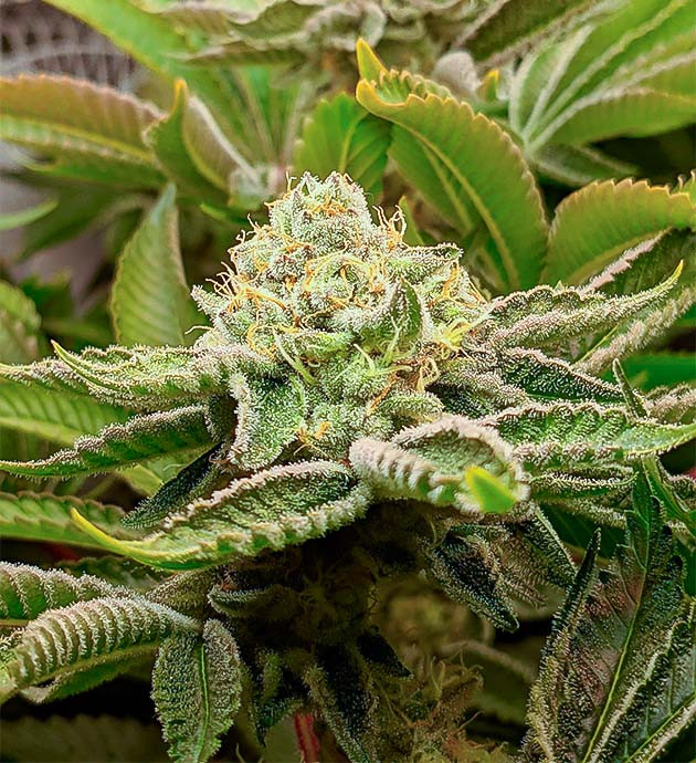 Марихуана на 11 неделе роста Последние шаги перед харвестом