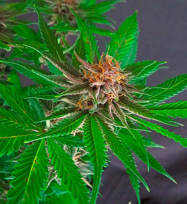 Подготовка Grandmommy Purple к харвесту