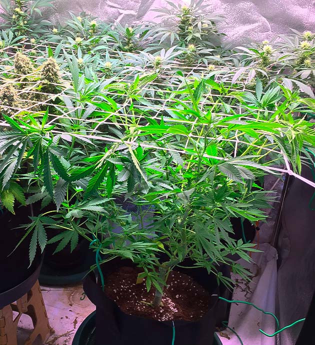 Переезд в палатку для цветения и сетка ScrOG Куст Grandaddy Purple ростом 40 см