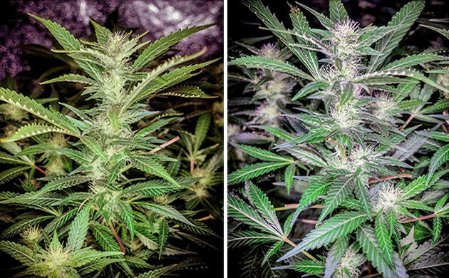 Конопля на третьей неделе цветения с активно растущими шишками