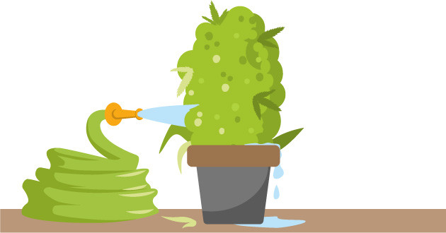 Плесневые грибки марихуаны: причины их появления