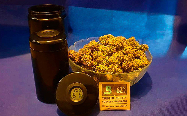 Общие впечатления о сорте Green Gelato Сушка и пролечка урожая