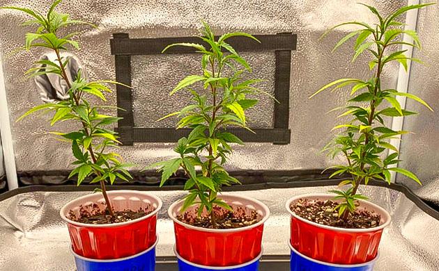 Настройка питания и освещения для вегетации конопли Blueberry Muffin ростом 40 см