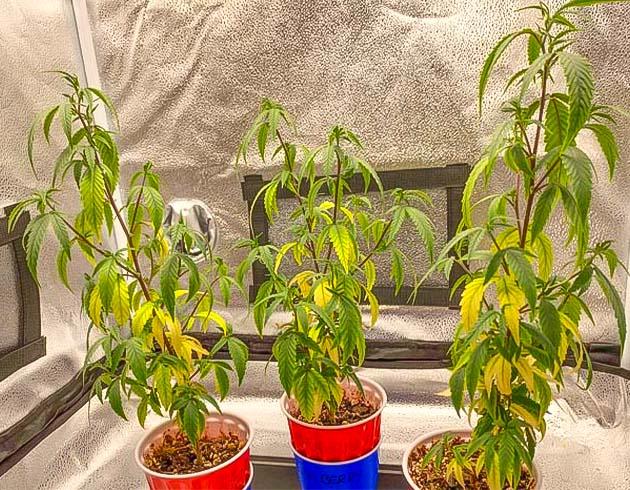 Подготовка Blueberry Muffin к цветению после пересадки Обесцвеченные листья конопли