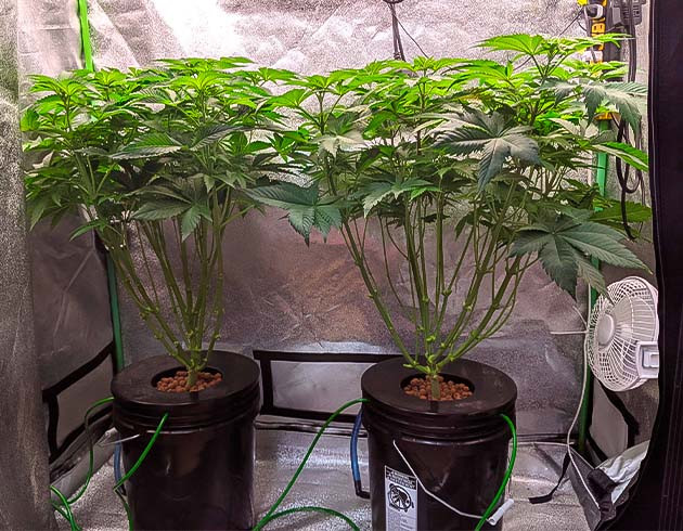 Цветение и рост: настройка освещения и дефолиация Цветение стартует: вытягивание и дефолиация